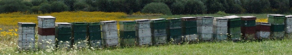 cropped-DSC00677.jpg